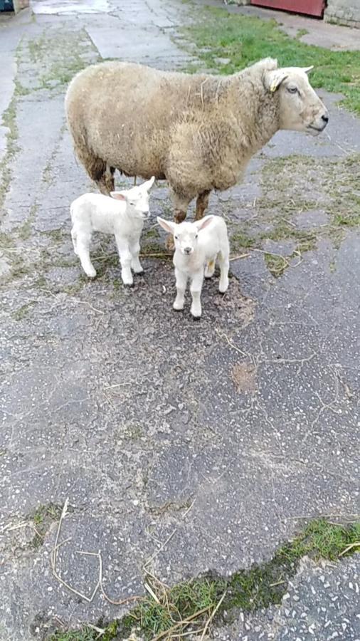 Conwy Pen Cefn Farm Holiday Abergele Dış mekan fotoğraf