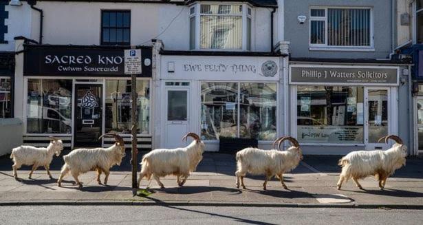 Conwy Pen Cefn Farm Holiday Abergele Dış mekan fotoğraf