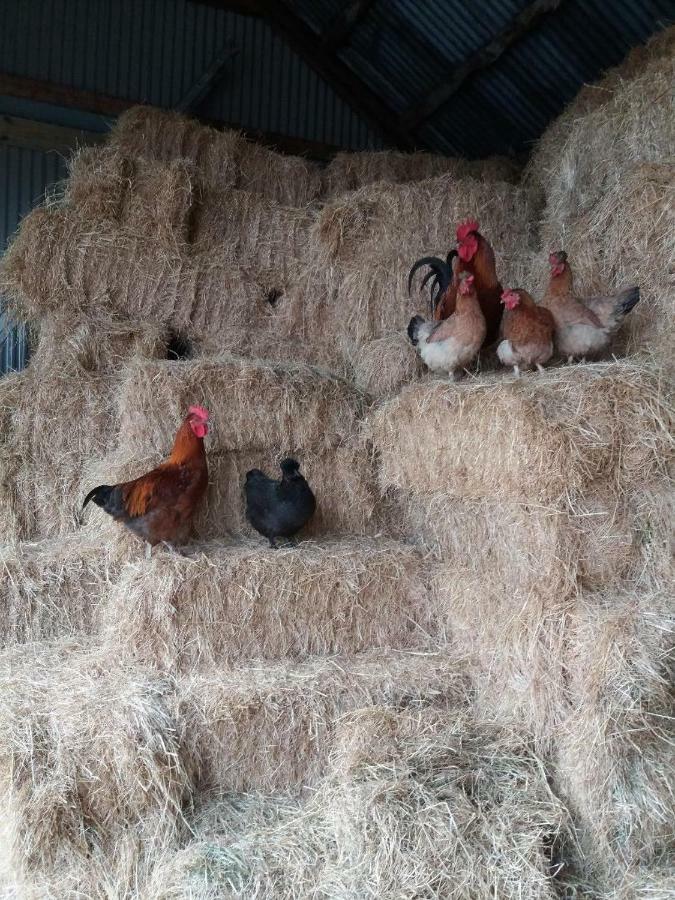 Conwy Pen Cefn Farm Holiday Abergele Dış mekan fotoğraf