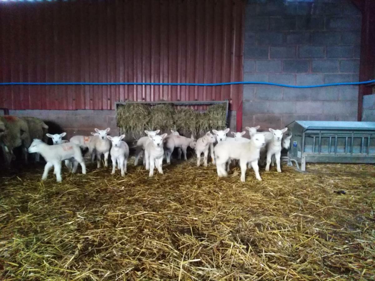 Conwy Pen Cefn Farm Holiday Abergele Dış mekan fotoğraf