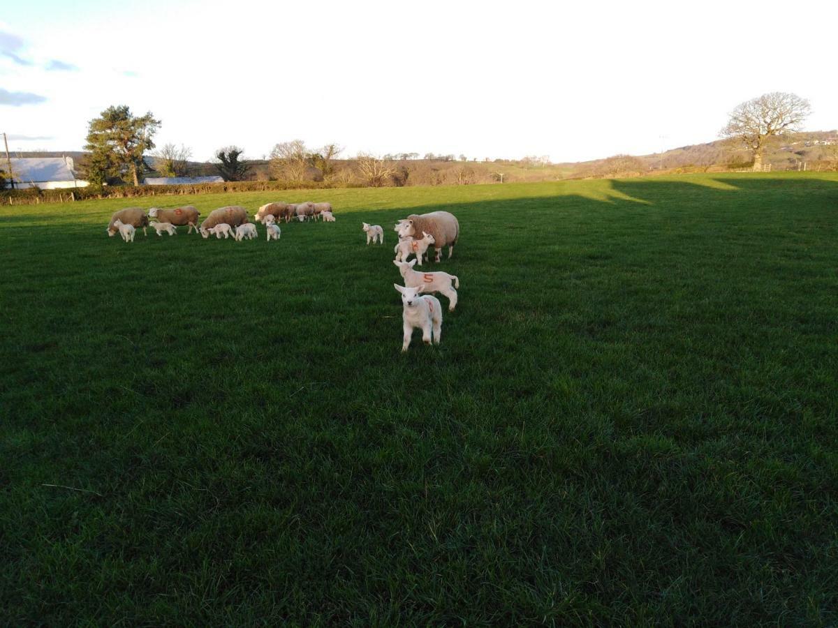 Conwy Pen Cefn Farm Holiday Abergele Dış mekan fotoğraf